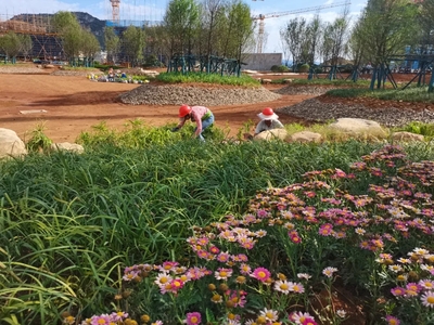 興義市文化藝術(shù)中心項(xiàng)目綠化工程穩(wěn)步推進(jìn) 為城市增添生態(tài)人文新地標(biāo)