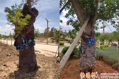 綠化大樹養護營養液選擇指南 功效、用法與品牌推薦